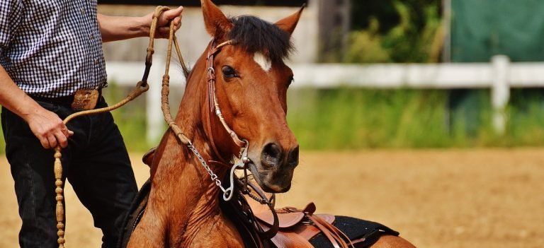 Adoptie paarden