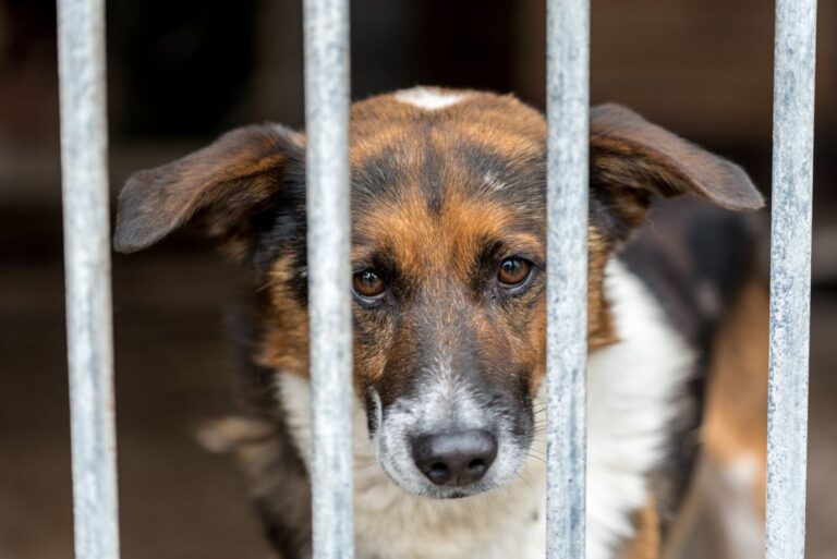 Adoptie honden
