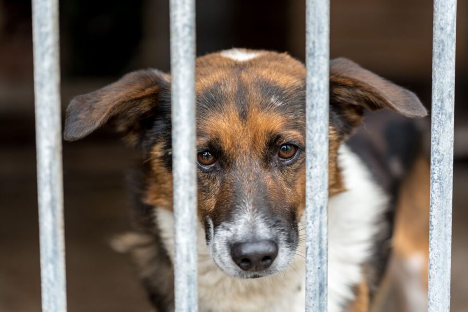 Asielhond kijkt door de tralies van zijn hok