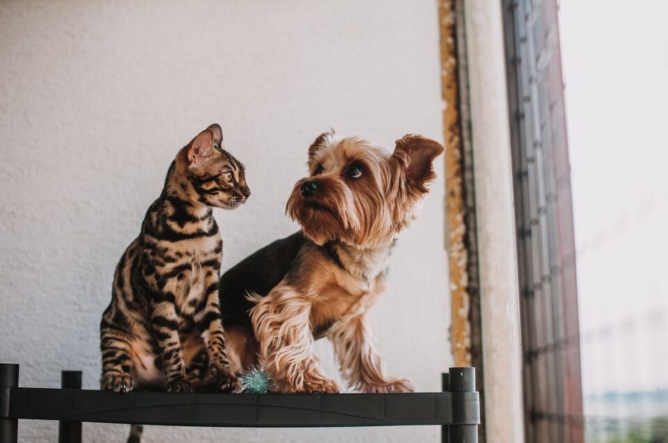 Een hond en een kat samen
