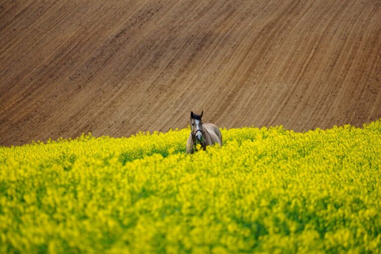Adoptie paarden