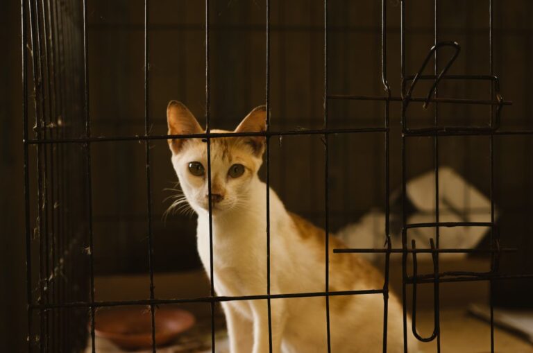 Adoptie katten