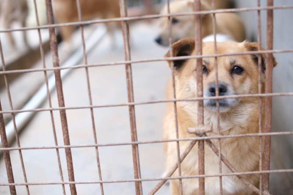 Honden in een asiel achter een hek