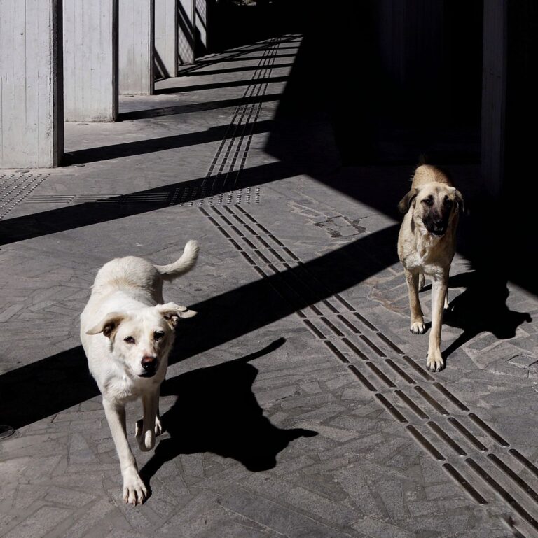 Een hond adopteren uit het buitenland
