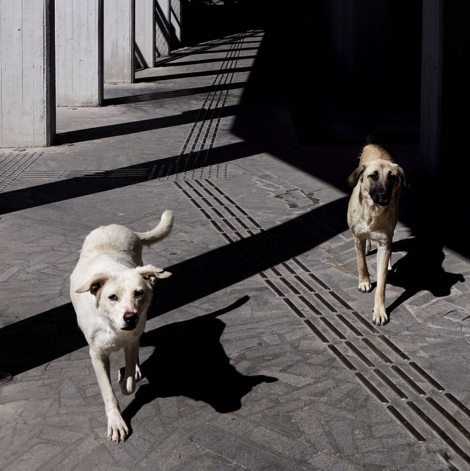 Twee straathonden op straat