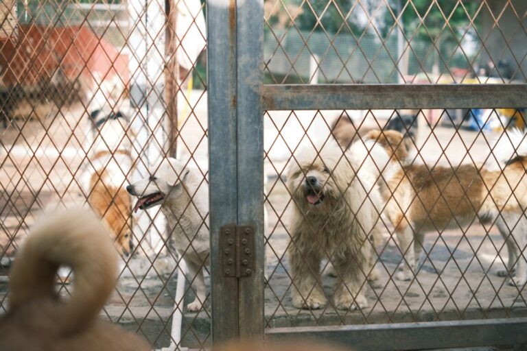 Waar kun je een hond of kat adopteren in België en Nederland