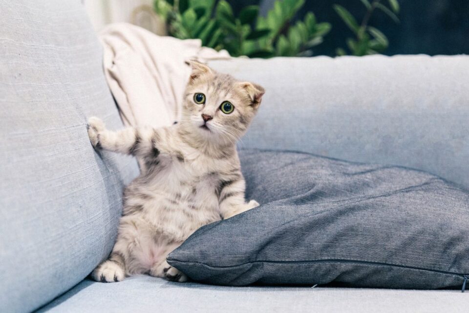Kitten op de bank binnen